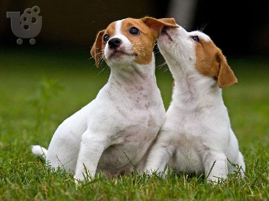 Jack Russell καθαροαιμα 6979314054 ΚΡΗΤΗ-ΑΘΗΝΑ-θεσσαλονικη